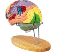 Modello di Cervello Umano Anatomia 2 Volte a grandezza Naturale Modello anatomico del Cervello Umano per Le neuroscienze con Modello di Cervello Staccabile con codice Colore