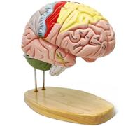 Modello di cervello umano con etichette, 2 volte il modello di anatomia a grandezza naturale per l'apprendimento della scienza in aula, display medico