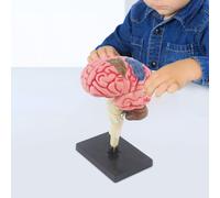 Modello di cervello umano, modello di visualizzazione della figura da scrivania,