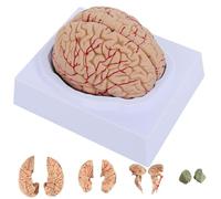 Modello di Cervello Umano Modello in 8 Parti del Modello di Anatomia cerebrale a grandezza Naturale con Base di visualizzazione per l'insegnamento delle neuroscienze con Display di Studio