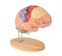 Modello di cervello umano per le neuroscienze, modello di anatomia del cervello