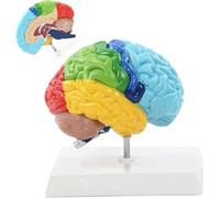 Modello Di Cervello Umano PVC 19X15x19 Cm Corpo Umano 1: 1 Area Funzionale Emisfero Destro Modello Di Anatomia Del Cervello Umano Per L'insegnamento Della Medicina Didattico Di Anatomia