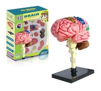Modello di cervello umano, smontabile, 31 pezzi, modello medico con base display, per insegnamento medico, istruzione, display, 11 x 7,5 x 7,5 cm