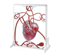 Modello di circolazione del cuore e del sangue modello di pompaggio modello di cuore battito e circolazione sanguigna con pompa a sfera da spremere pratica anatomia, cardiologia arteria e vene
