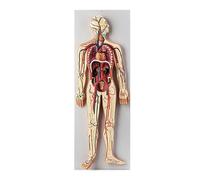 Modello di circolazione sanguigna umana, materiale educativo di anatomia | Modello di anatomia della circolazione umana, strumento educativo per scuole e centri di apprendimento