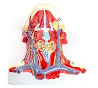 Modello di collo arterovenoso umano, modello di anatomia di organi umani del muscolo cervicale anteriore for studio, insegnamento, esposizione, modello medico, modello di collo arterovenoso
