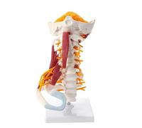 Modello di colonna cervicale a grandezza naturale 1:1 Vertebre cervicali Corpo vertebrale Colonna cervicale Modello nervoso Anatomia umana Midollo spinale Vertebre cervicali Scheletro