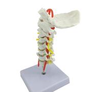 Modello di colonna cervicale portatile della colonna cervicale che mostra il lavoro della rete arteriosa Percorsi neurali Uso dell'ospedale dell'aula Modello della colonna vertebrale portatile per