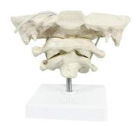 Modello di Colonna Cervicale Umana e Osso Occipitale, Modello Anatomico in PVC per Insegnamento e Formazione Medica