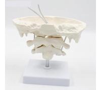 Modello di Colonna cervicale Umana, Modello educativo Modello occipitale | Atlante e ASSE in Materiale PVC con Modello occipitale for Strumenti ausiliari di Formazione all'insegnamento Medico