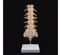 Modello di colonna lombare umana a grandezza naturale con osso sacro, nervi spinali ed ernia del disco, modello anatomico trasparente di colonna vertebrale