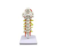 Modello di colonna vertebrale cervicale umana con nervi e arterie, modello didattico anatomico in PVC 20x15x8 cm for lo studio in aula di scienze
