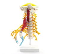 Modello di colonna vertebrale cervicale umana, disco intervertebrale arterioso occipitale, modello di anatomia scheletrica con nervi muscolari, sussidi didattici for display didattico