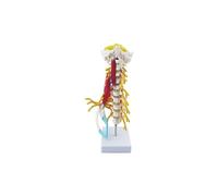 Modello di Colonna vertebrale cervicale Umana, Modello di Anatomia dei Muscoli e dei nervi della Colonna vertebrale cervicale per la Formazione didattica di visualizzazione della Ricerca