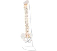 Modello di Colonna Vertebrale da 33 Pollici/85 Cm, Modello di Colonna Vertebrale Colorata A Grandezza Naturale con Vertebre, Nervi, Arterie, Colonna Lombare E Bacino Maschile con Supporto