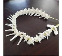 Modello di Colonna Vertebrale del Cane, Modello Osseo dello Scheletro del Cane, Modello di Colonna Vertebrale Canina Atomica Educatiol Animale per L'insegnamento dello Studio Veterinario