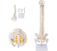 Modello di colonna vertebrale dello scheletro umano con bacino e femore staccabili for l'anatomia scheletrica