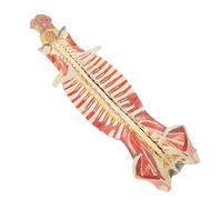 Modello di colonna vertebrale flessibile dipinto e numerato, che mostra le strutture del cervello dei nervi cerebellari. Nervi spinali