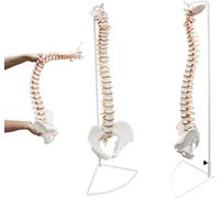 Modello di Colonna Vertebrale Flessibile Modello di Colonna Vertebrale Umana da 85 Cm con Osso Ioide, Ernia del Disco, Nervi, Arterie E Bacino, Strumento Didattico per Studenti di Medicina