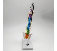 Modello Di Colonna Vertebrale Flessibile Per Dimostrazione Anatomica Di Classe