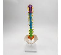 Modello Di Colonna Vertebrale Flessibile Per La Dimostrazione Anatomica
