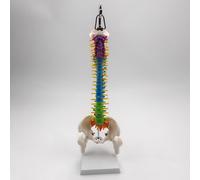 Modello Di Colonna Vertebrale Flessibile Per La Dimostrazione Anatomica Della