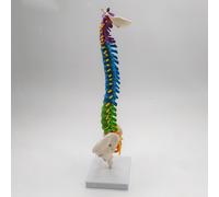 Modello Di Colonna Vertebrale Flessibile Per La Dimostrazione Anatomica Della