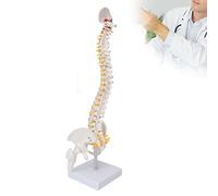 Modello di Colonna Vertebrale, Modello Anatomico della Colonna Vertebrale, Modello Anatomico Flessibile della Colonna Vertebrale Caudale con Nervi Spinali per L'insegnamento in Aula di Scienze