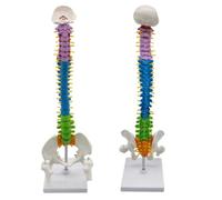 Modello di Colonna vertebrale Umana da 45 cm/17,7 Pollici con Bacino, Modello Scheletrico anatomico per insegnamento di biologia e Medicina