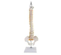 Modello di colonna vertebrale umana da 45 cm con bacino - Colonna vertebrale anatomica for l'istruzione e la formazione medica