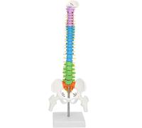 Modello di colonna vertebrale umana, modello anatomico della colonna vertebrale con testa femorale, modelli anatomici della colonna vertebrale scheletrica scientifica flessibile colorata da