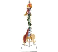 Modello di colonna vertebrale umana, modello di anatomia della colonna vertebrale cervicale lombare, dimostrazione di insegnamento neuroscheletrico pieghevole da 85 cm, for strumento