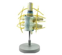 Modello di colonna vertebrale umana, modello di tronco simpatico del nervo toracico della colonna vertebrale, modello di ingrandimento del nervo spinale, for insegnamento e ricerca.