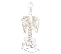 Modello di colonna vertebrale umana, scheletro umano, colonna vertebrale adulto 1:1, vertebra cervicale, costola toracica, modello di bacino, sterno osteopatico, costola