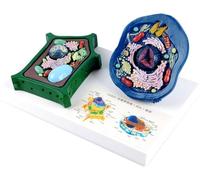 Modello di confronto tra cellule animali e vegetali - Versione inglese