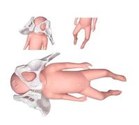 Modello di Consegna del Bacino Femminile,Modello Pelvico della Nascita,Modello del Pelvimento del Bambino,Modello Dell'osterranza del Midwifery con La del Bambino E Pelvic-Pubico