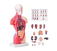 Modello di Corpo Umano, 15 Pezzi 28 cm, Modello di Anatomia del Torso Umano