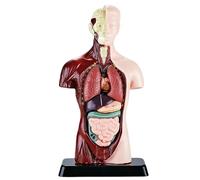 Modello di corpo umano: anatomia in PVC da 6 parti, strumento scientifico curato, risorsa per studi medici, display professionale, struttura di scheletro biologico educativo per l'apprendimento dei
