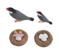 Modello di Cova per Uccelli, PVC Finch Growth Growth Cycle Toy Prop Interactive Learning for Sand Box Decoration and Early Education