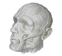Modello di Cranio, Anatomia Muscolare del Cranio Umano a grandezza Naturale, 7,48 Pollici di Altezza, Disegno Artistico del Cranio e dei Muscoli, 1:1 (A)