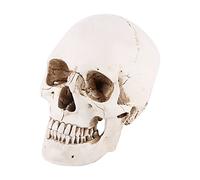 Modello di cranio anatomico 1pc Teschio umano in resina bianca Modello di disegno a grandezza naturale Replica Disegno Ornamento per feste per laboratorio di scienze educativo