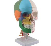 Modello di cranio cervicale colorato, modello anatomico di cranio a grandezza naturale, con 7 vertebre, nervi e arterie, supporto, calotta cranica rimovibile, for modello didattico di studio