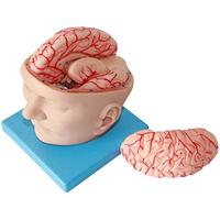 Modello Di Cranio Con Cervello - Modello Anatomico Del Cervello Staccabile Modello Di Anatomia Del Cervello Umano Con Design Digitale - Per Ausilio Alla Formazione Per L'insegnamento Medico, Attrezzat