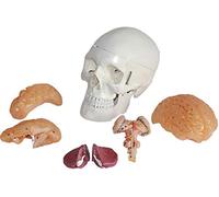 Modello di Cranio con Cervello - Modello di Cranio A Grandezza Naturale con Cervello - Modello Anatomico di Cervello Umano con Cervello - per L'educazione agli Aiuti alla Formazione Pedagogica Medica