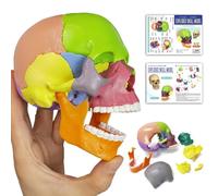Modello di cranio di anatomia,15 pezzi puzzle cranio medico colorato per bambini,Anatomia umana esplosa cranio rimovibile clinica dentale medica attrezzature educative,con manuale dettagliato
