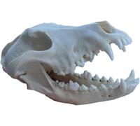 Modello di Cranio di Cane - Esemplare di Cranio di Cane Vero Animale - Scheletro di Testa di Cane Denti Naturali Campione Osseo Modello di Tassidermia Forniture Art Bone Vet Medicine, 25cm