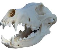 Modello di Cranio di Cane - Esemplare di Cranio di Cane Vero Animale - Scheletro di Testa di Cane Denti Naturali Campione Osseo Modello di Tassidermia Forniture Art Bone Vet Medicine, 20cm