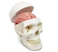 Modello di cranio e cervello umano a grandezza naturale: modello anatomico della testa umana con cervello per l'insegnamento dell'anatomia e della fisiologia medica A