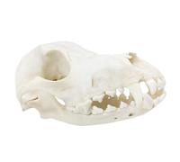 Modello di Cranio, Esemplare di Cranio Canino, simulato Cranio di Cane per la casa, Arte da Collezione, Giocattoli scientifici