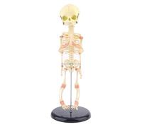 Modello di cranio infantile, scheletro della testa del bambino, anatomia, didattica, esposizione, ricerca umana, pezzo unico